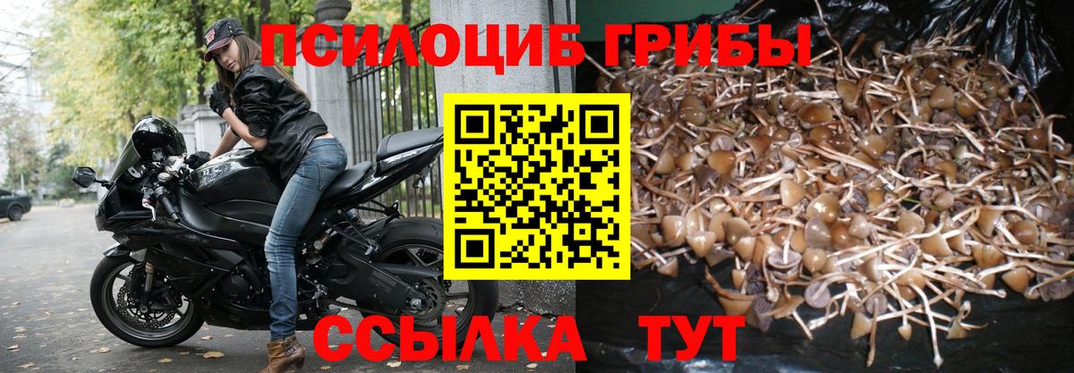 Галлюциногенные грибы Psilocybe Коммунар